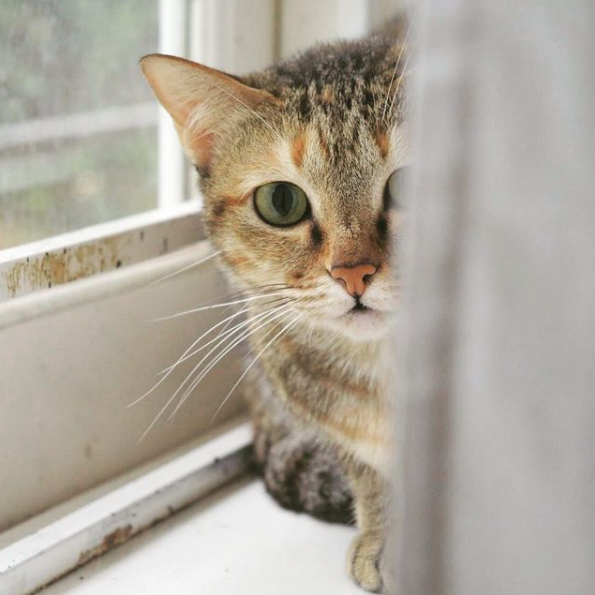 Photo 5 from Vietnam Animal Aid and Rescue - US