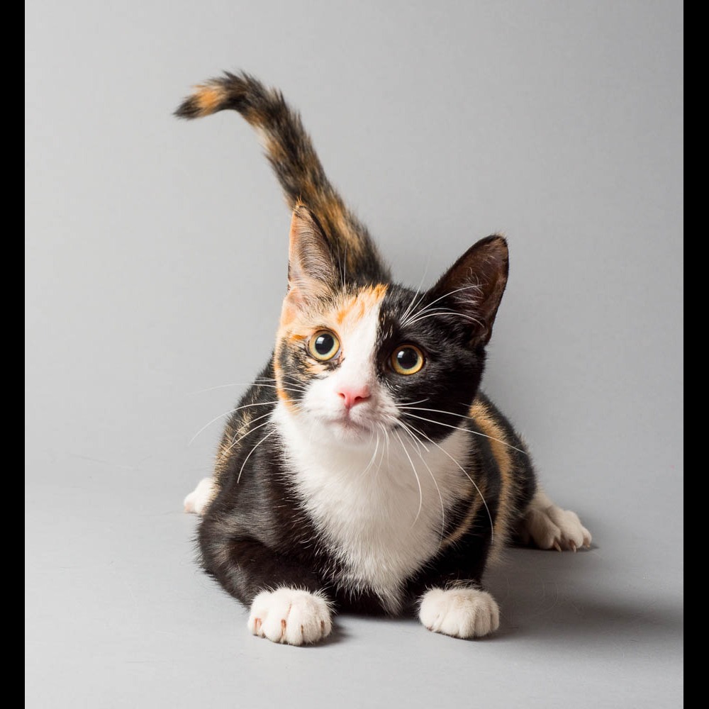 Photo 1 from Friends of San Francisco Animal Care and Control