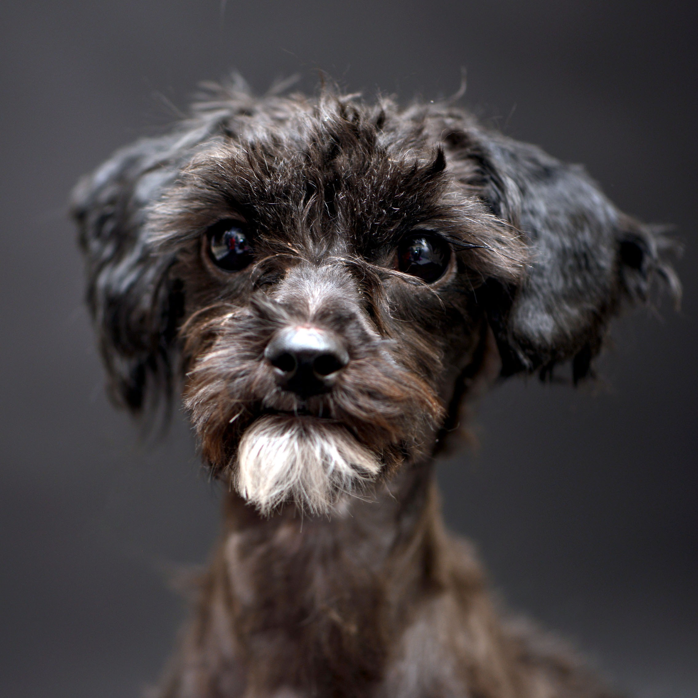 Photo 2 from Friends of San Francisco Animal Care and Control