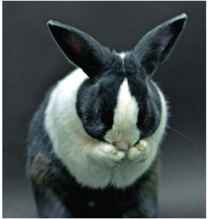 Photo 3 from Friends of San Francisco Animal Care and Control