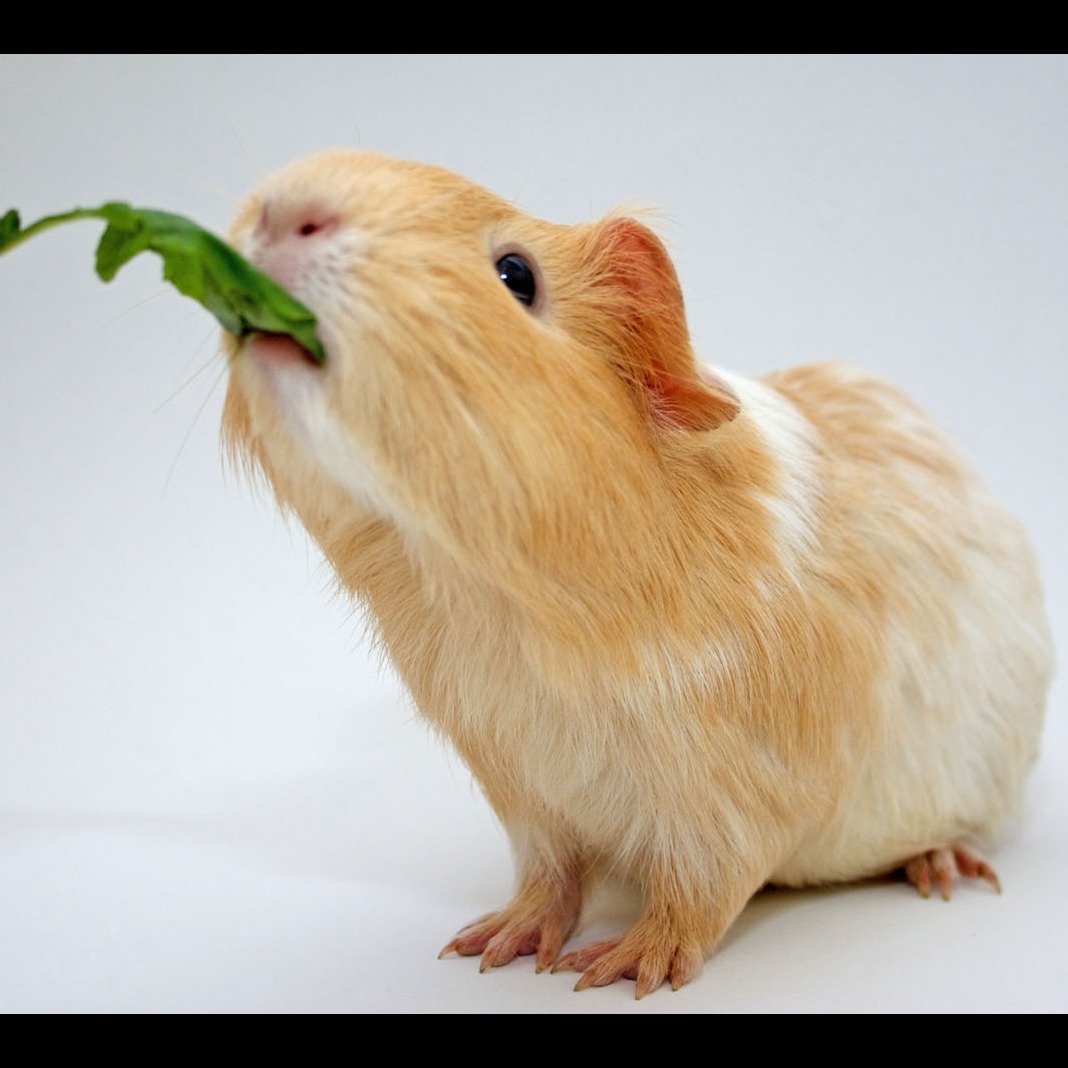 Photo 4 from Friends of San Francisco Animal Care and Control