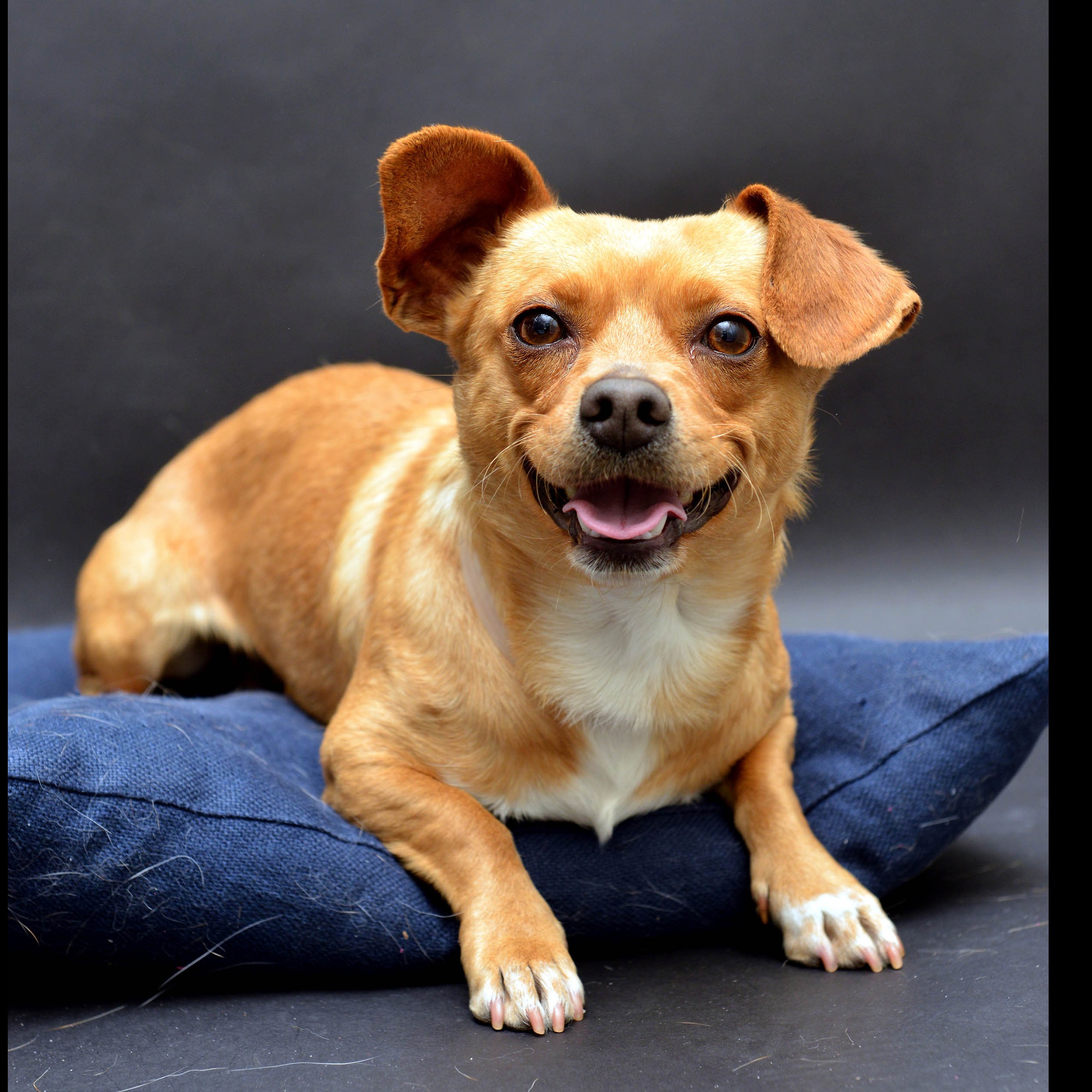 Photo 5 from Friends of San Francisco Animal Care and Control