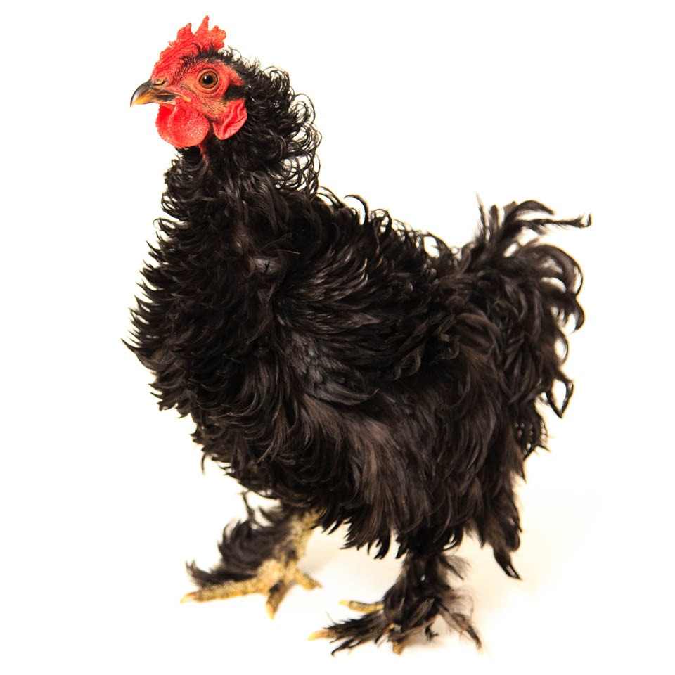 Photo 6 from Friends of San Francisco Animal Care and Control