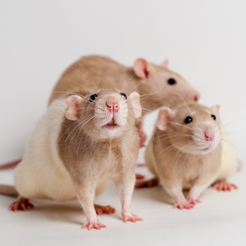 Photo 7 from Friends of San Francisco Animal Care and Control