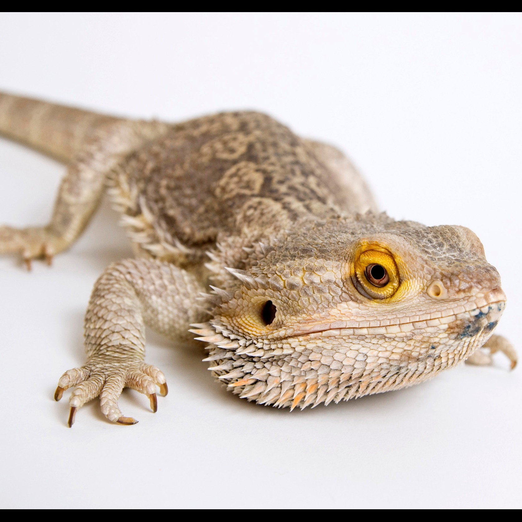 Photo 8 from Friends of San Francisco Animal Care and Control