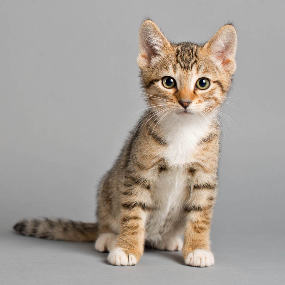 Photo 9 from Friends of San Francisco Animal Care and Control