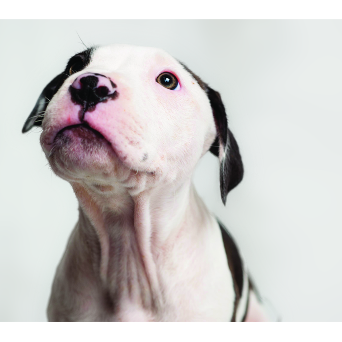 Photo 10 from Friends of San Francisco Animal Care and Control