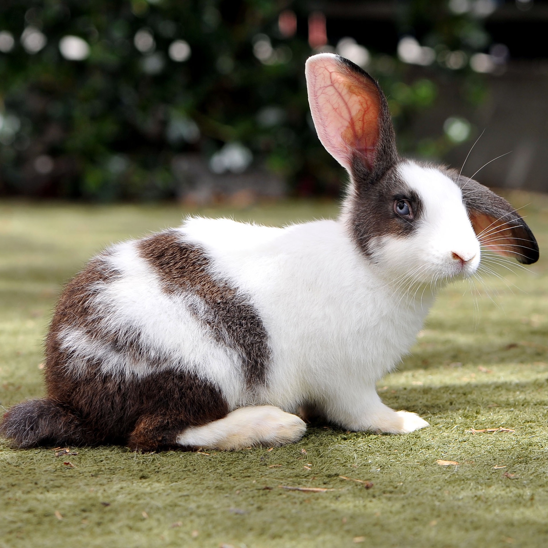 Photo 11 from Friends of San Francisco Animal Care and Control