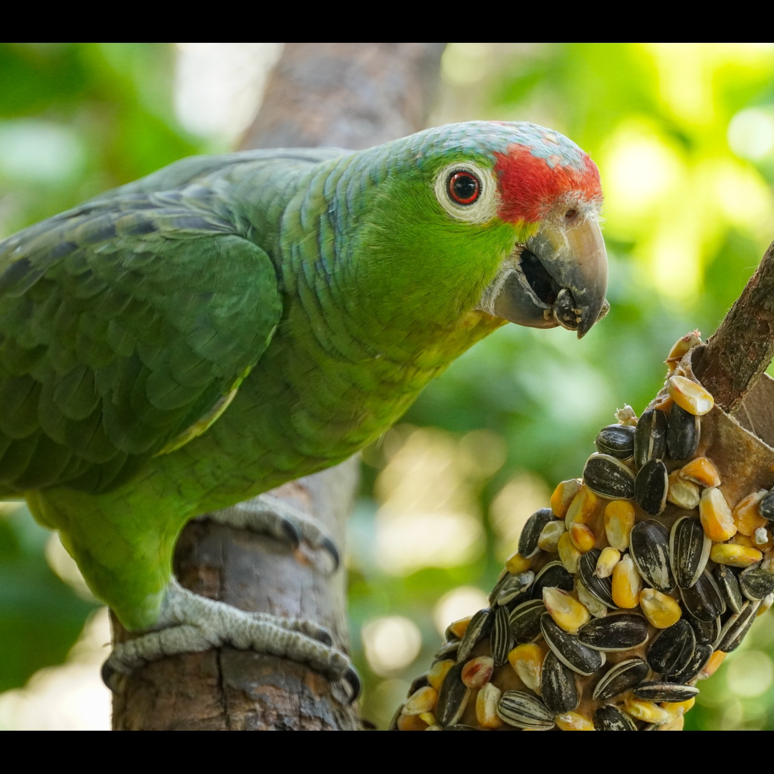 Photo 1 from Toucan Rescue Ranch