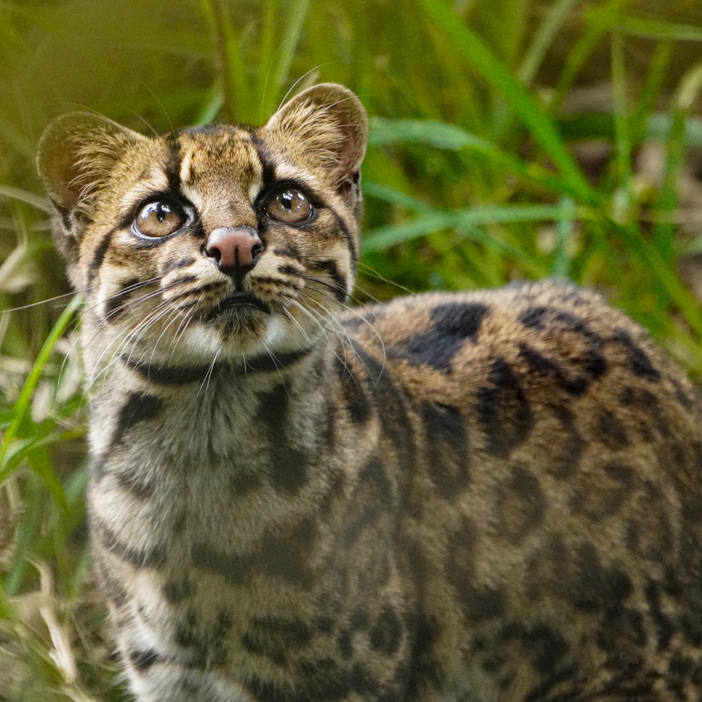 Photo 2 from Toucan Rescue Ranch