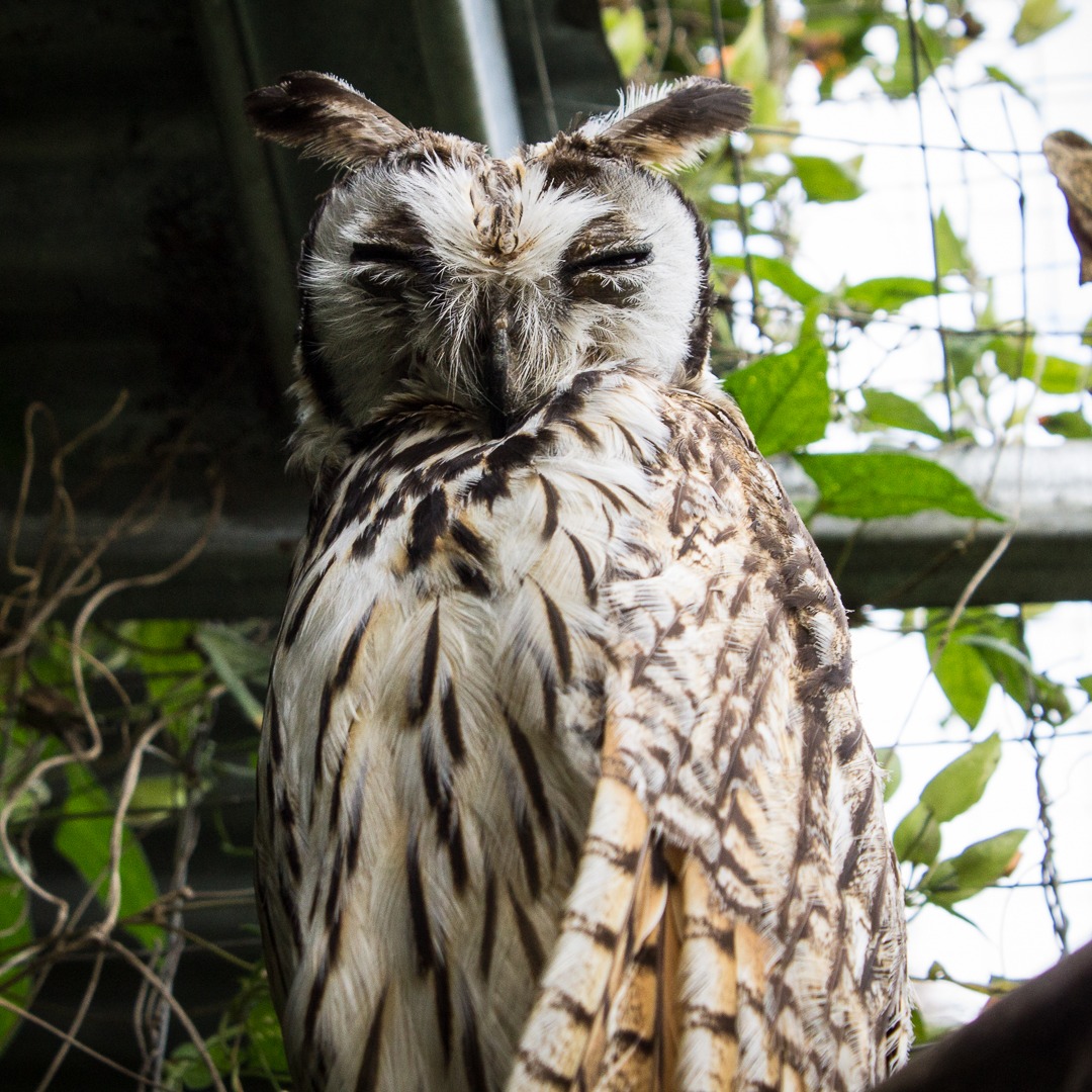 Photo 3 from Toucan Rescue Ranch