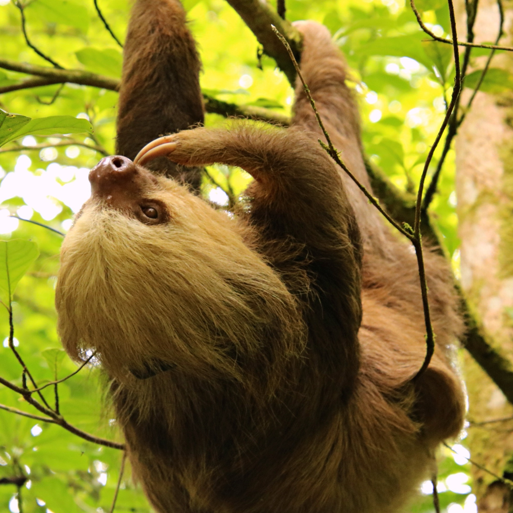 Photo 4 from Toucan Rescue Ranch