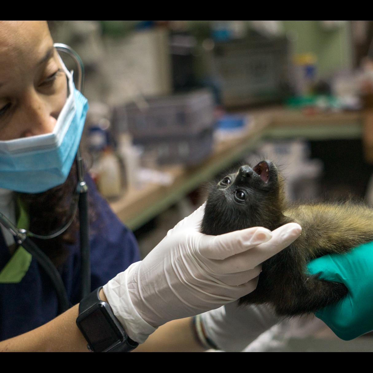 Photo 5 from Toucan Rescue Ranch