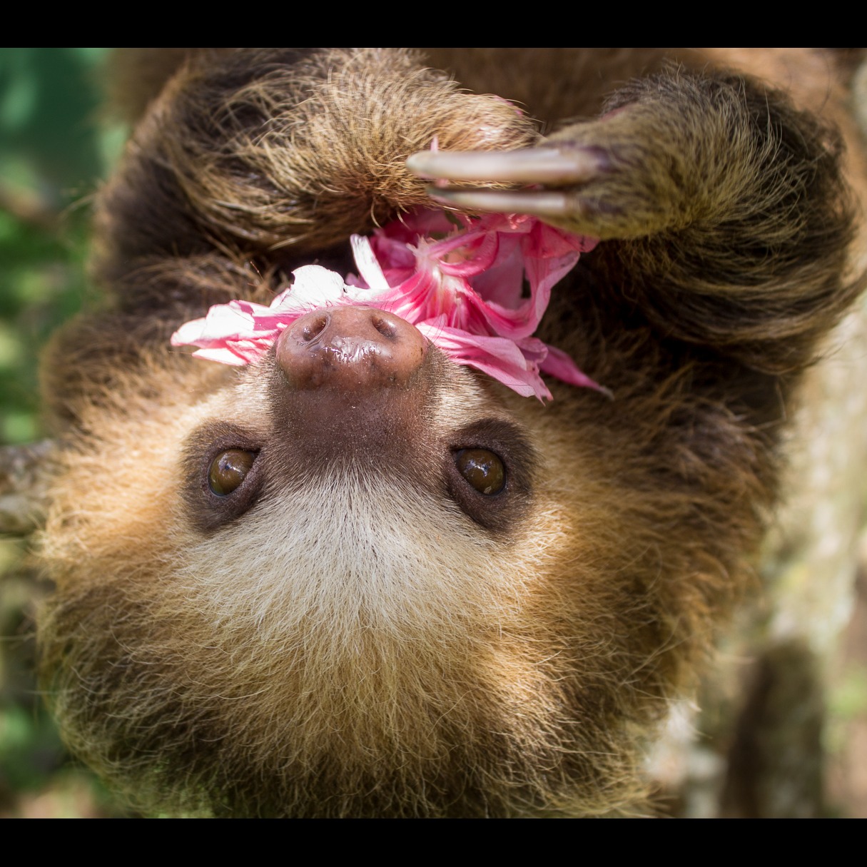 Photo 6 from Toucan Rescue Ranch