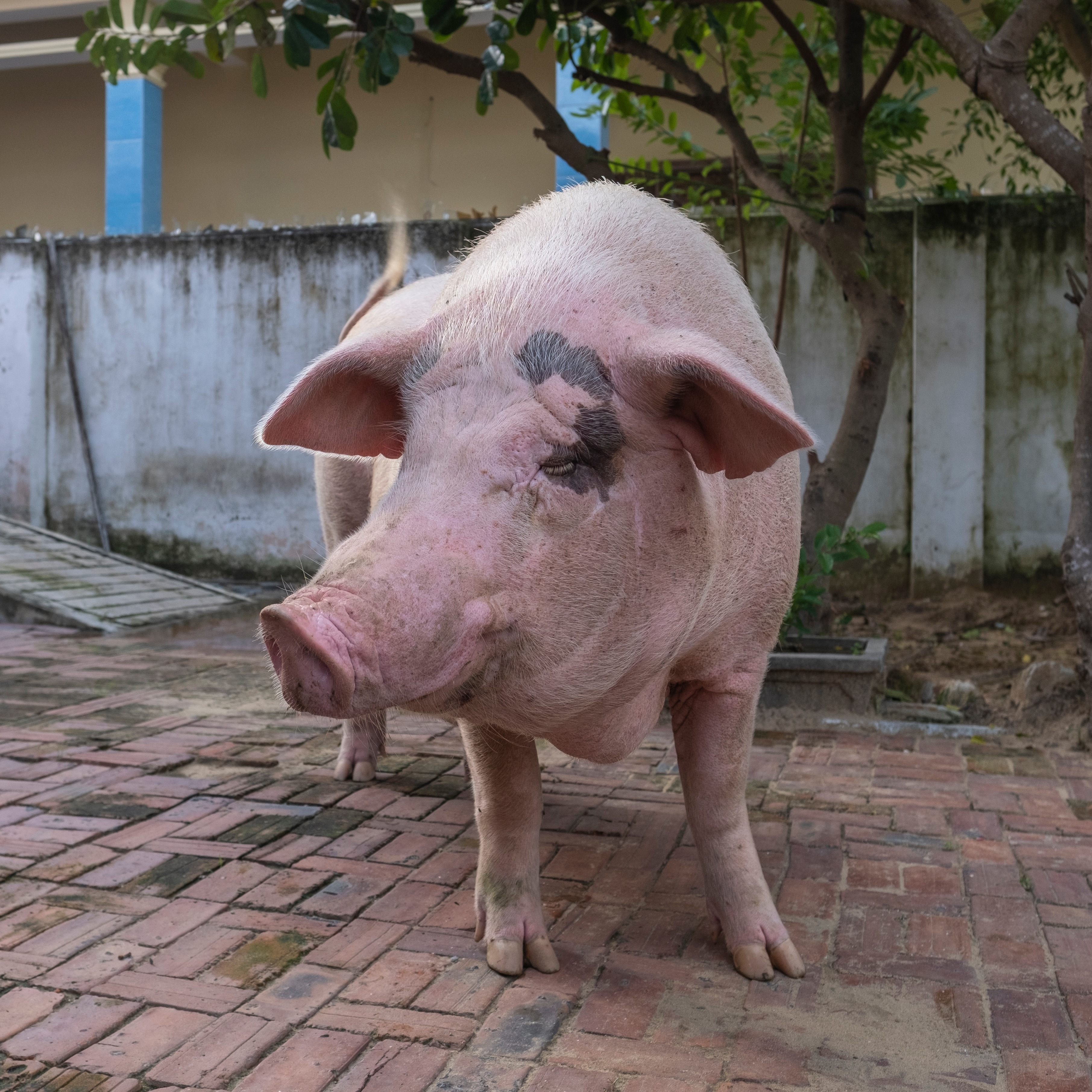 Photo 6 from Vietnam Animal Aid and Rescue - US