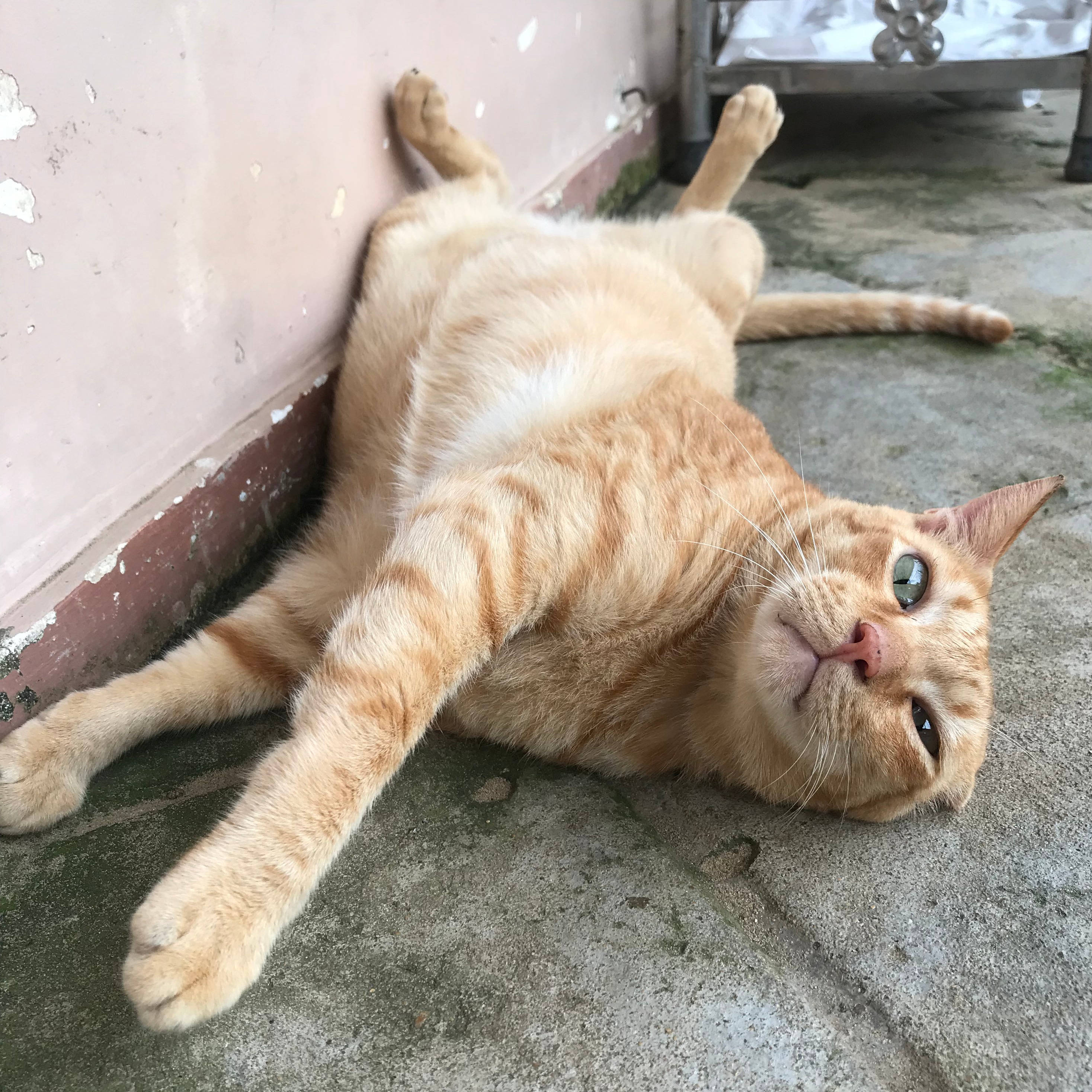 Photo 7 from Vietnam Animal Aid and Rescue - US