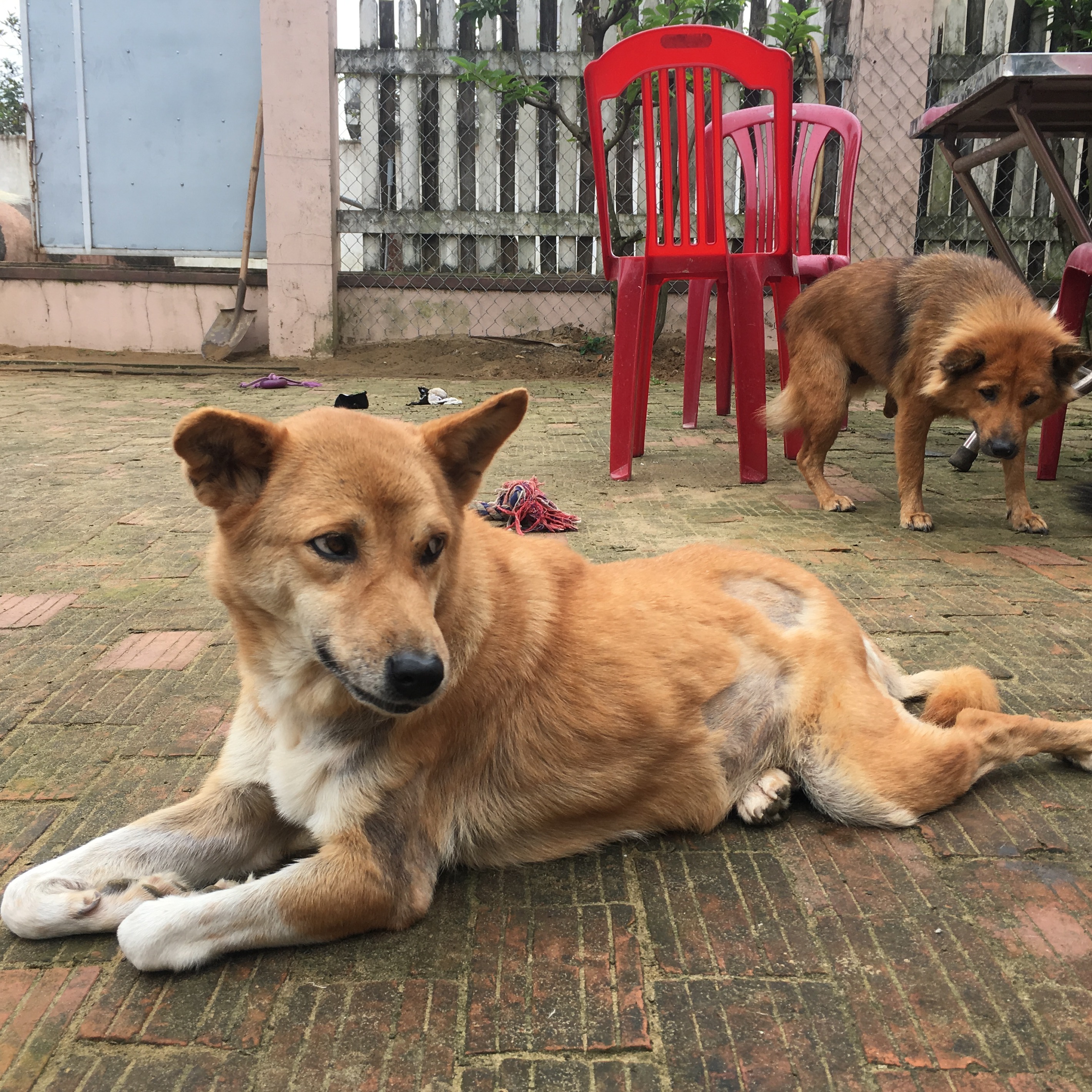 Photo 8 from Vietnam Animal Aid and Rescue - US