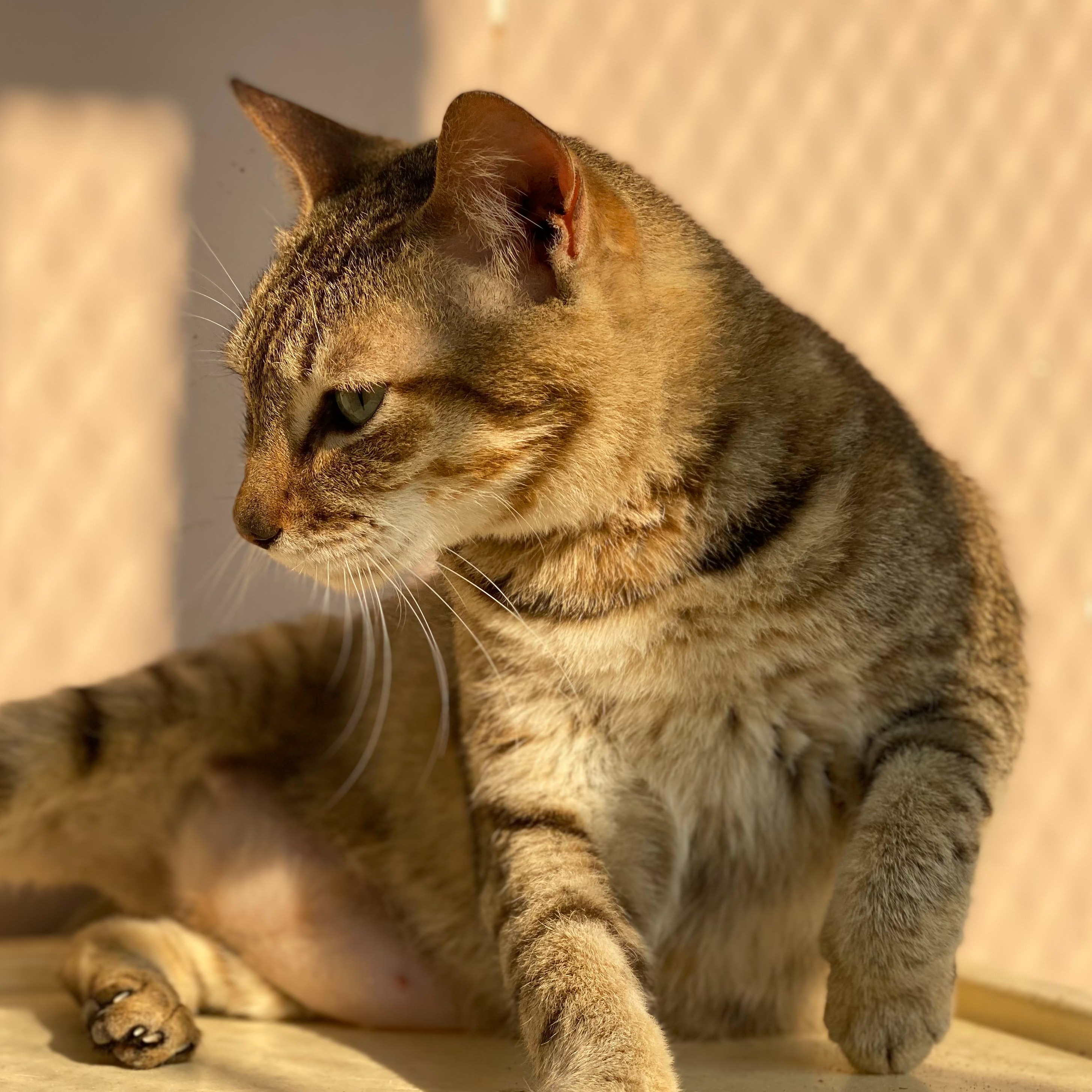 Photo 9 from Vietnam Animal Aid and Rescue - US