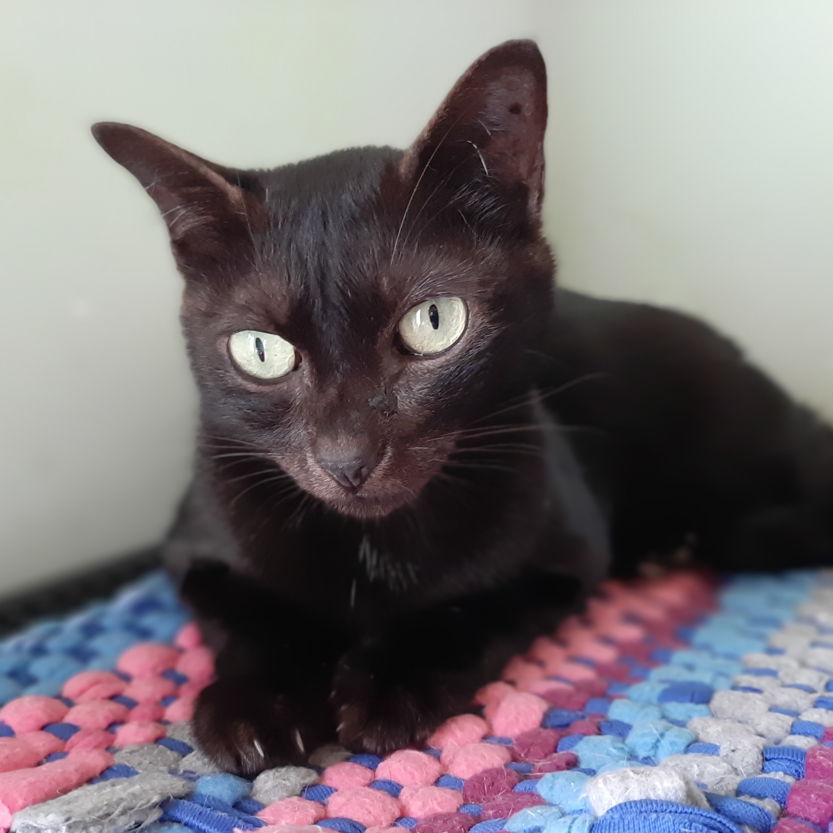 Photo 10 from Vietnam Animal Aid and Rescue - US