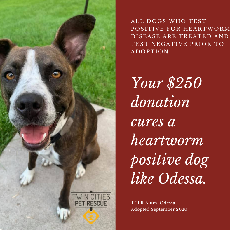 Photo 1 from Twin Cities Pet Rescue