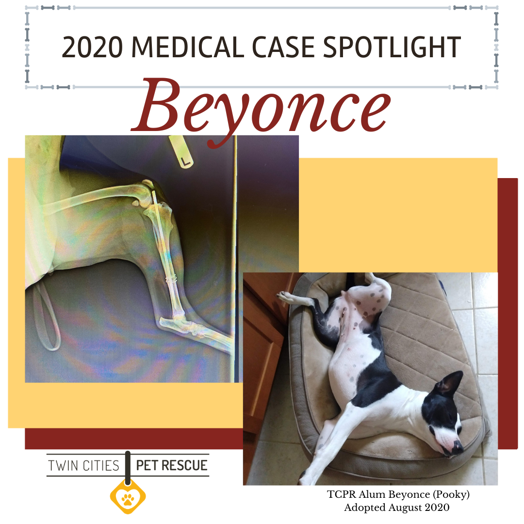 Photo 2 from Twin Cities Pet Rescue