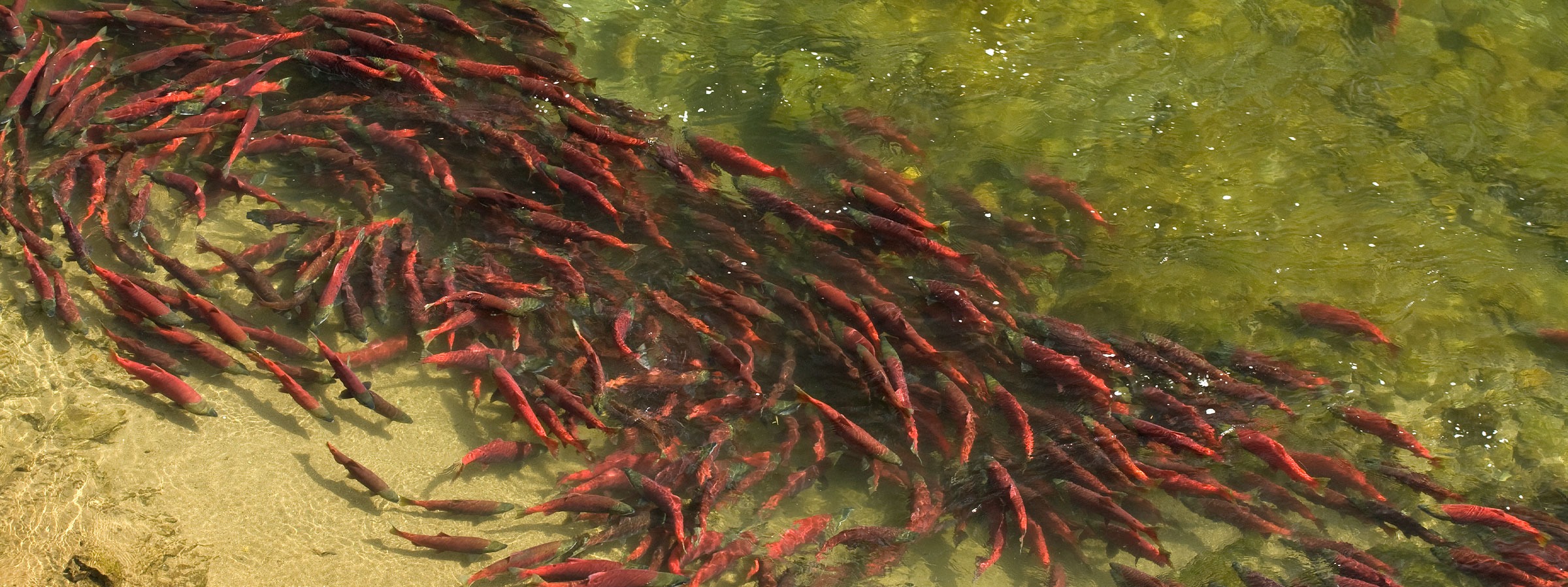 Wild Salmon Center