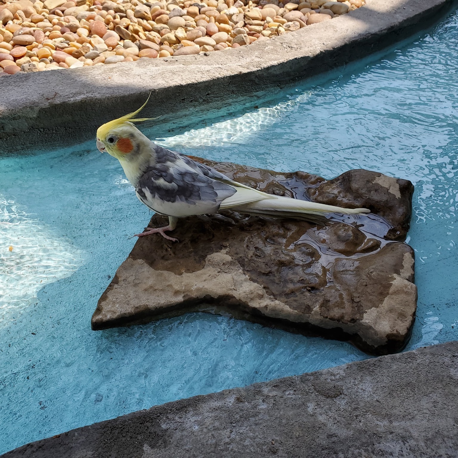 Photo 1 from Exotic Avian Sanctuary of Tennessee, Inc (EAST)