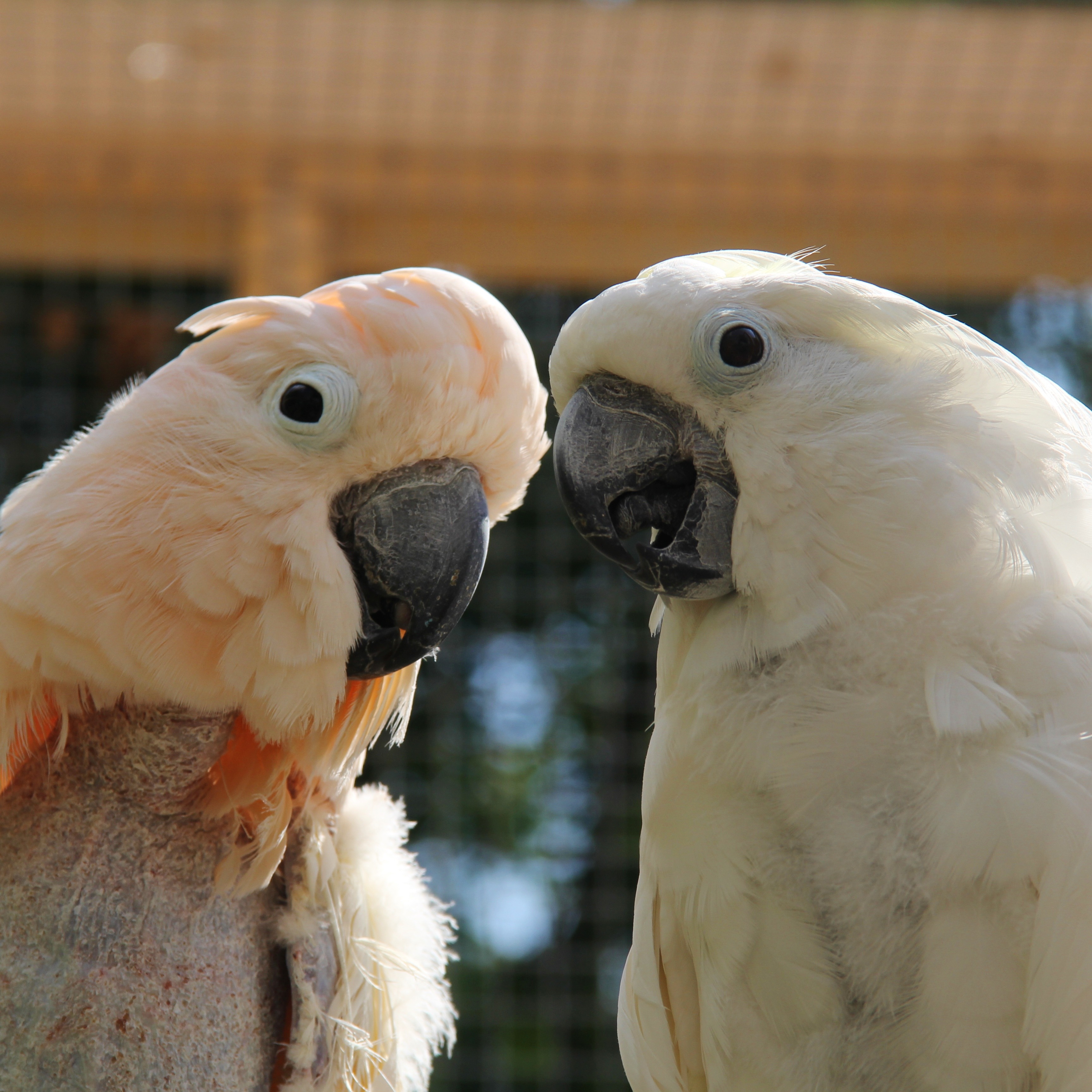 Photo 2 from Exotic Avian Sanctuary of Tennessee, Inc (EAST)