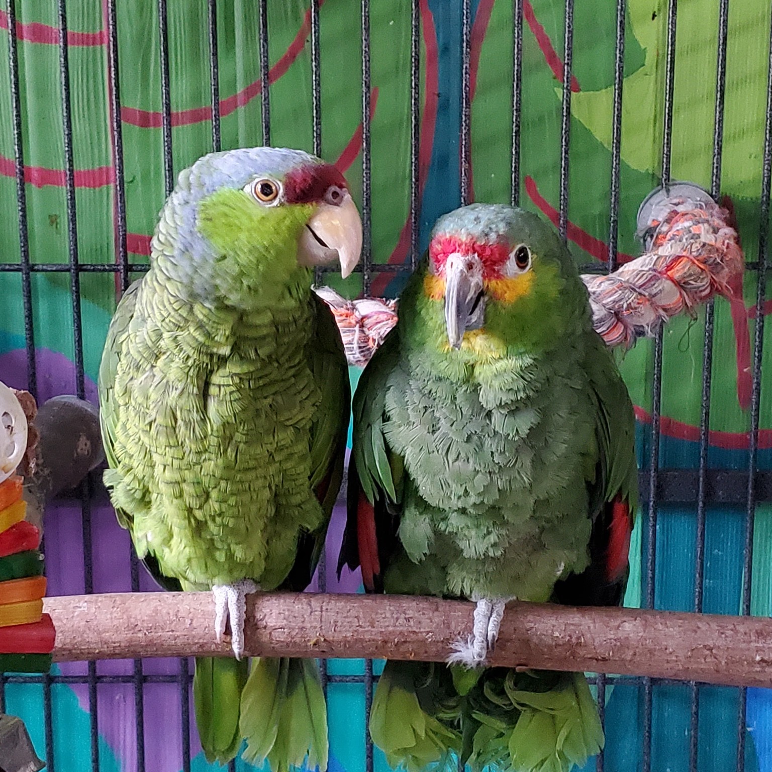 Photo 5 from Exotic Avian Sanctuary of Tennessee, Inc (EAST)