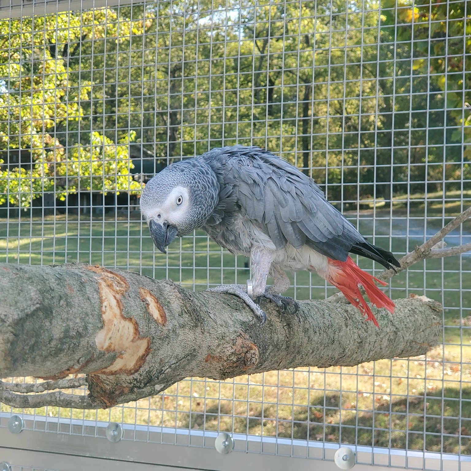 Photo 7 from Exotic Avian Sanctuary of Tennessee, Inc (EAST)