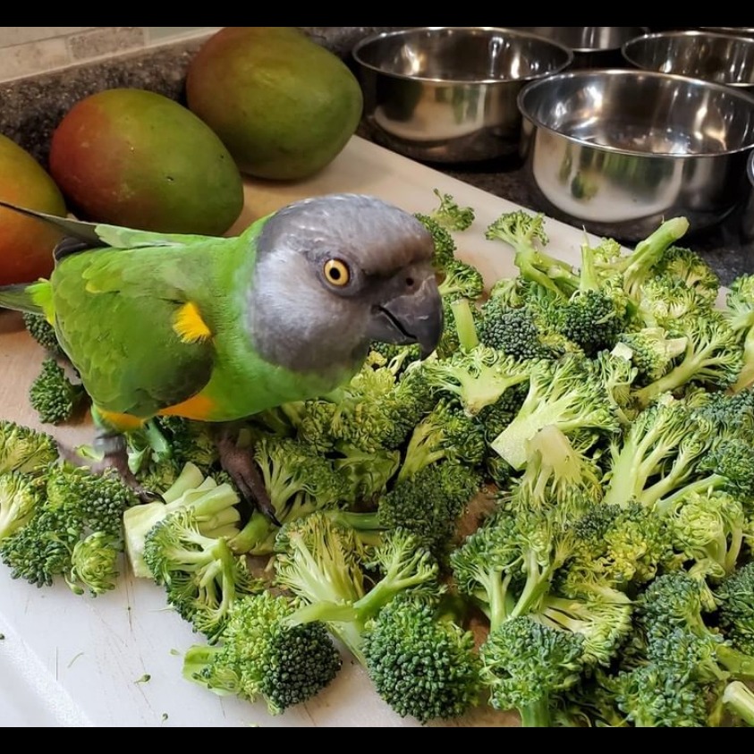 Photo 8 from Exotic Avian Sanctuary of Tennessee, Inc (EAST)