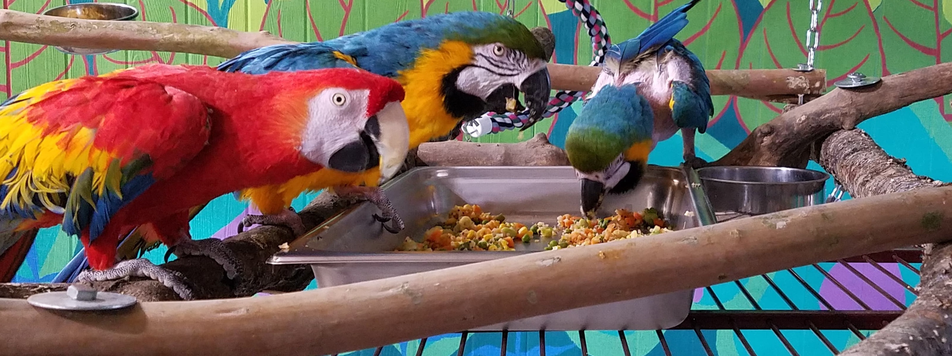 Exotic Avian Sanctuary of Tennessee, Inc (EAST)