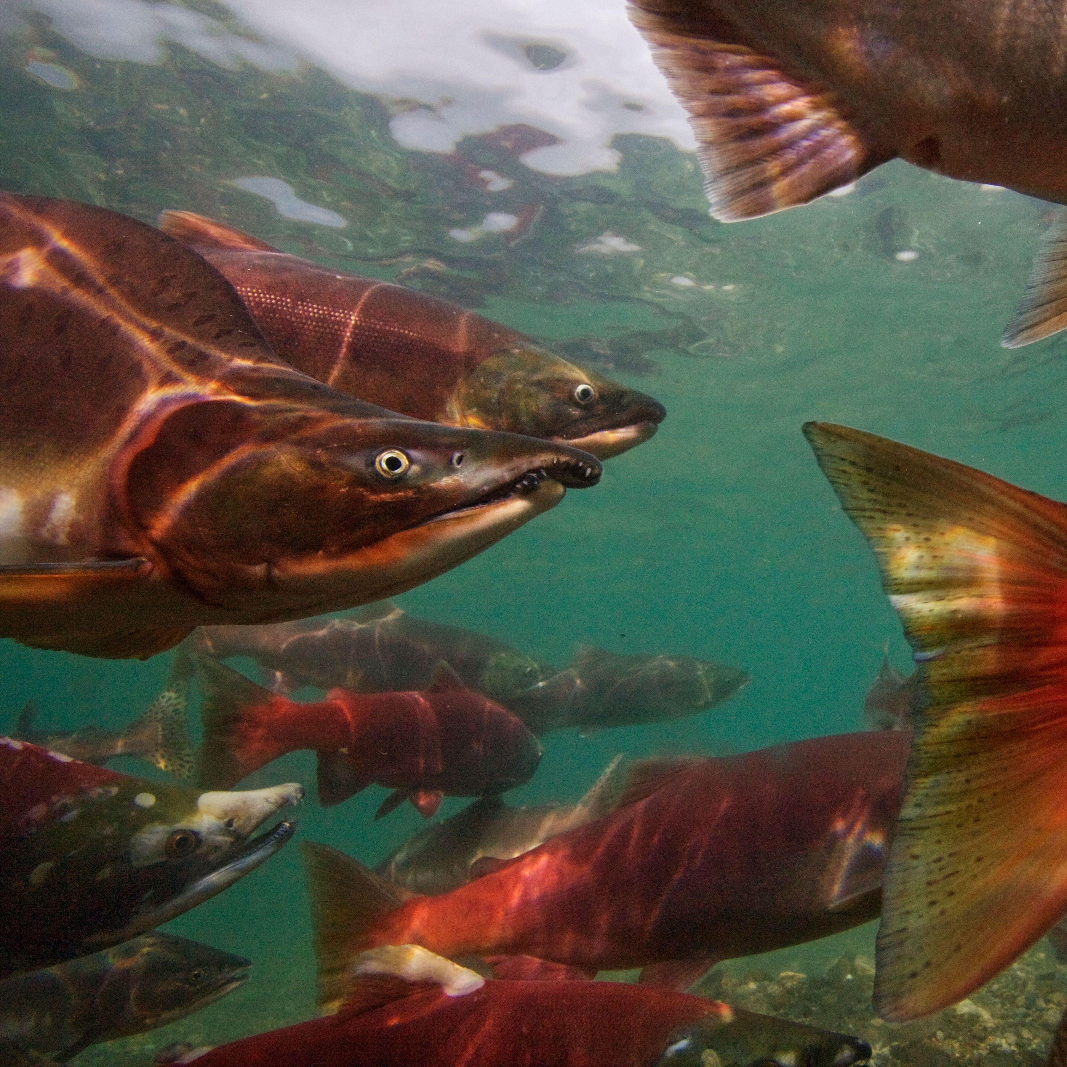 Photo 9 from Wild Salmon Center