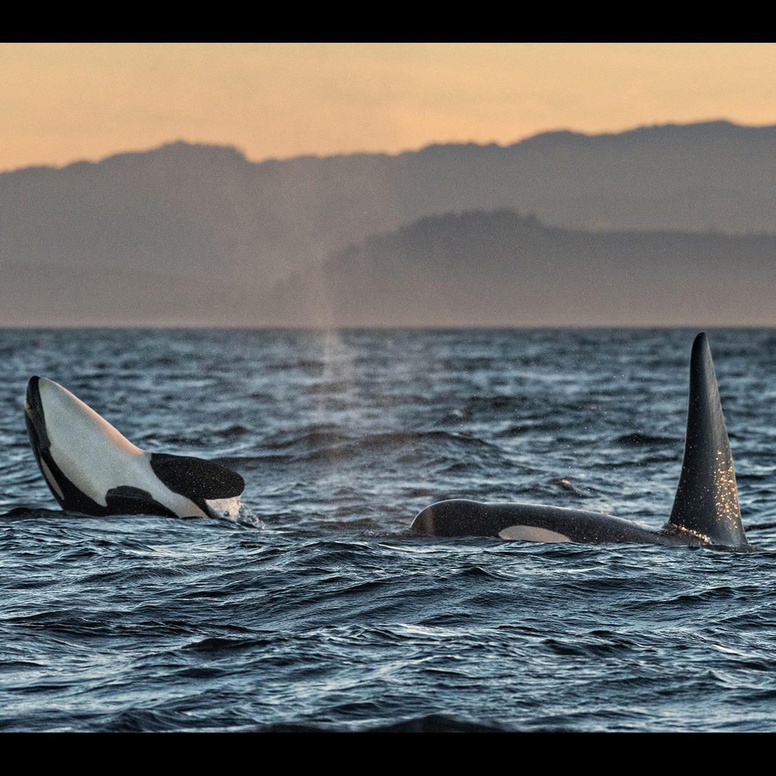 Photo 6 from Wild Salmon Center