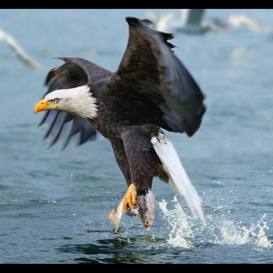 Photo 2 from Wild Salmon Center
