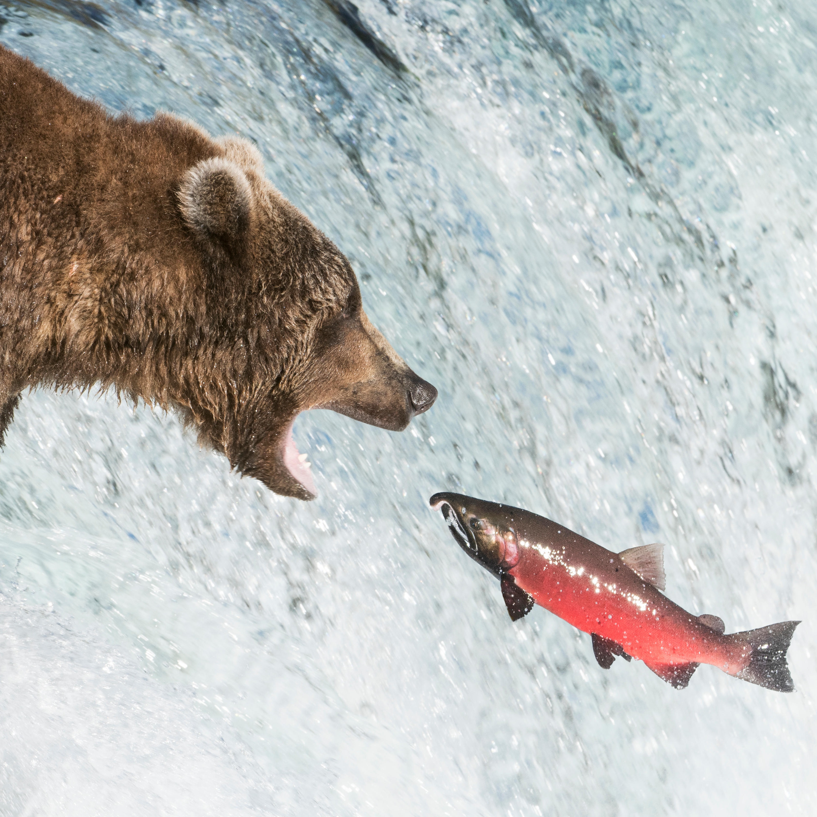 Photo 4 from Wild Salmon Center