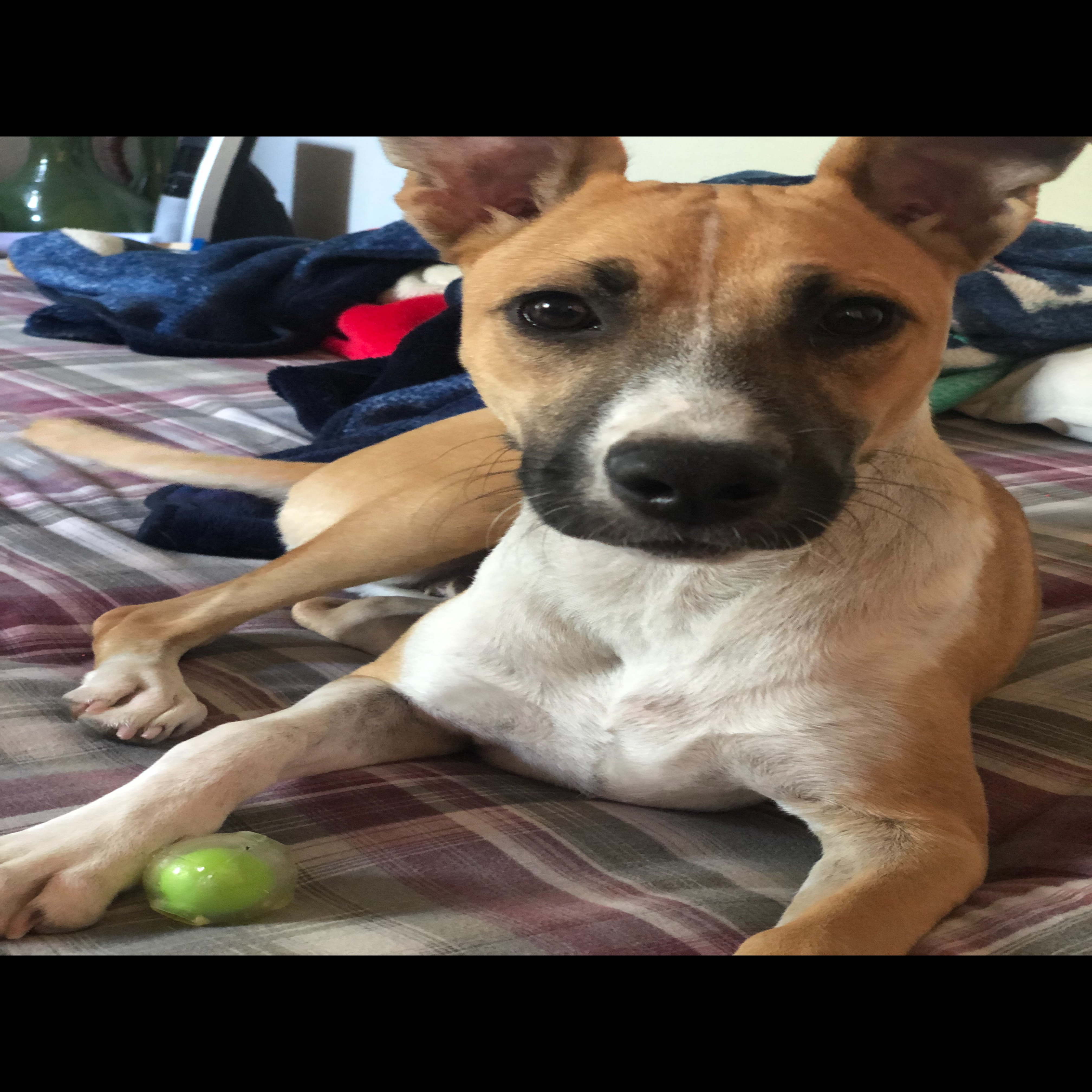 Photo 1 from 4Life Rescue Inc