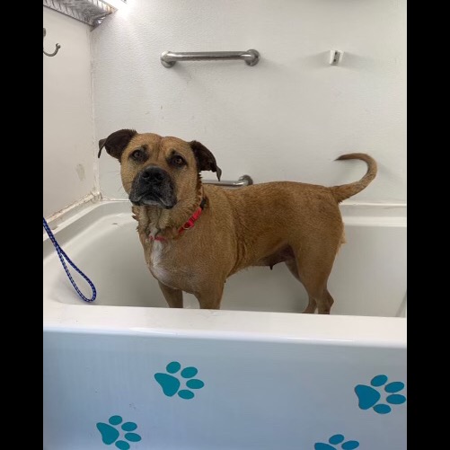 Photo 2 from 4Life Rescue Inc