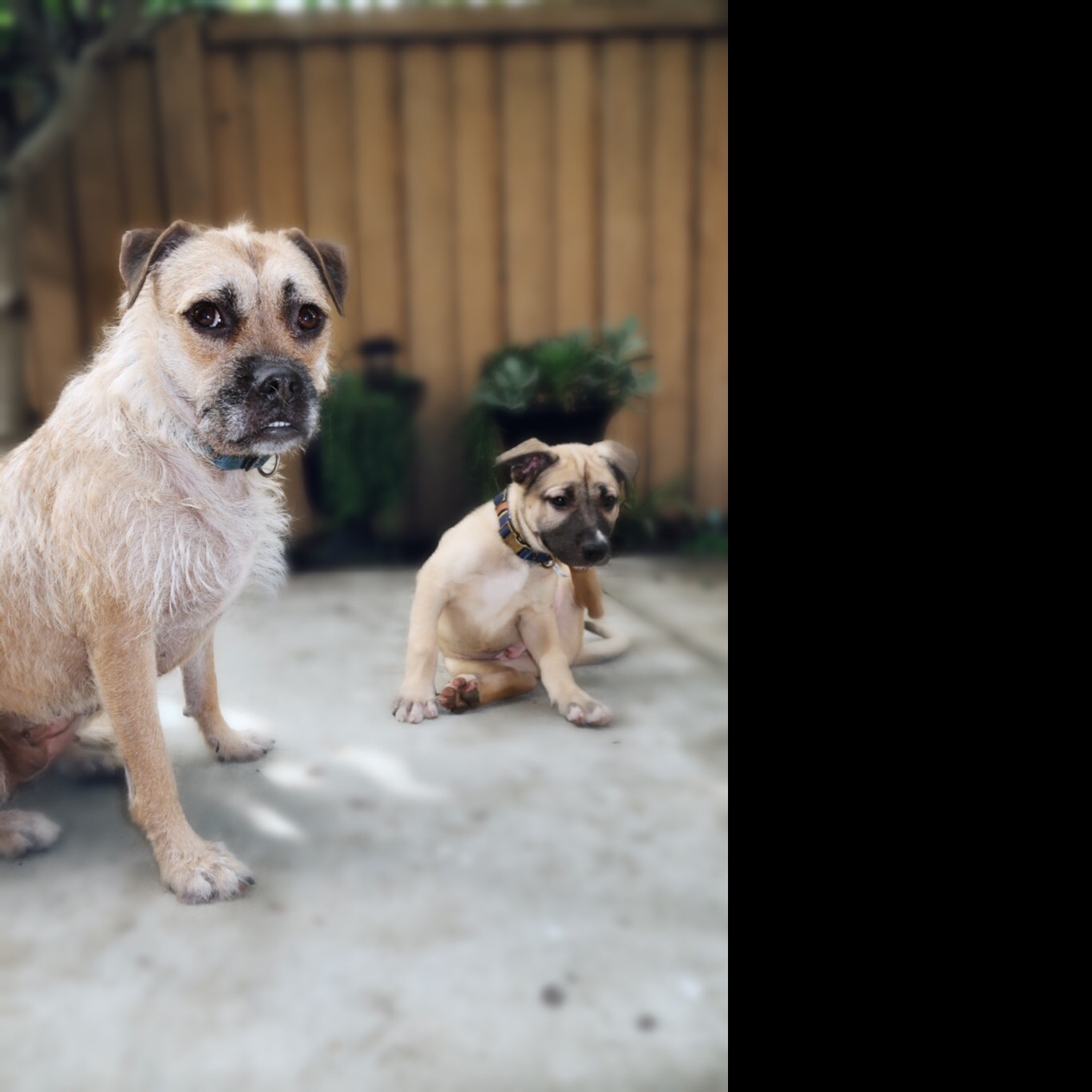 Photo 3 from 4Life Rescue Inc