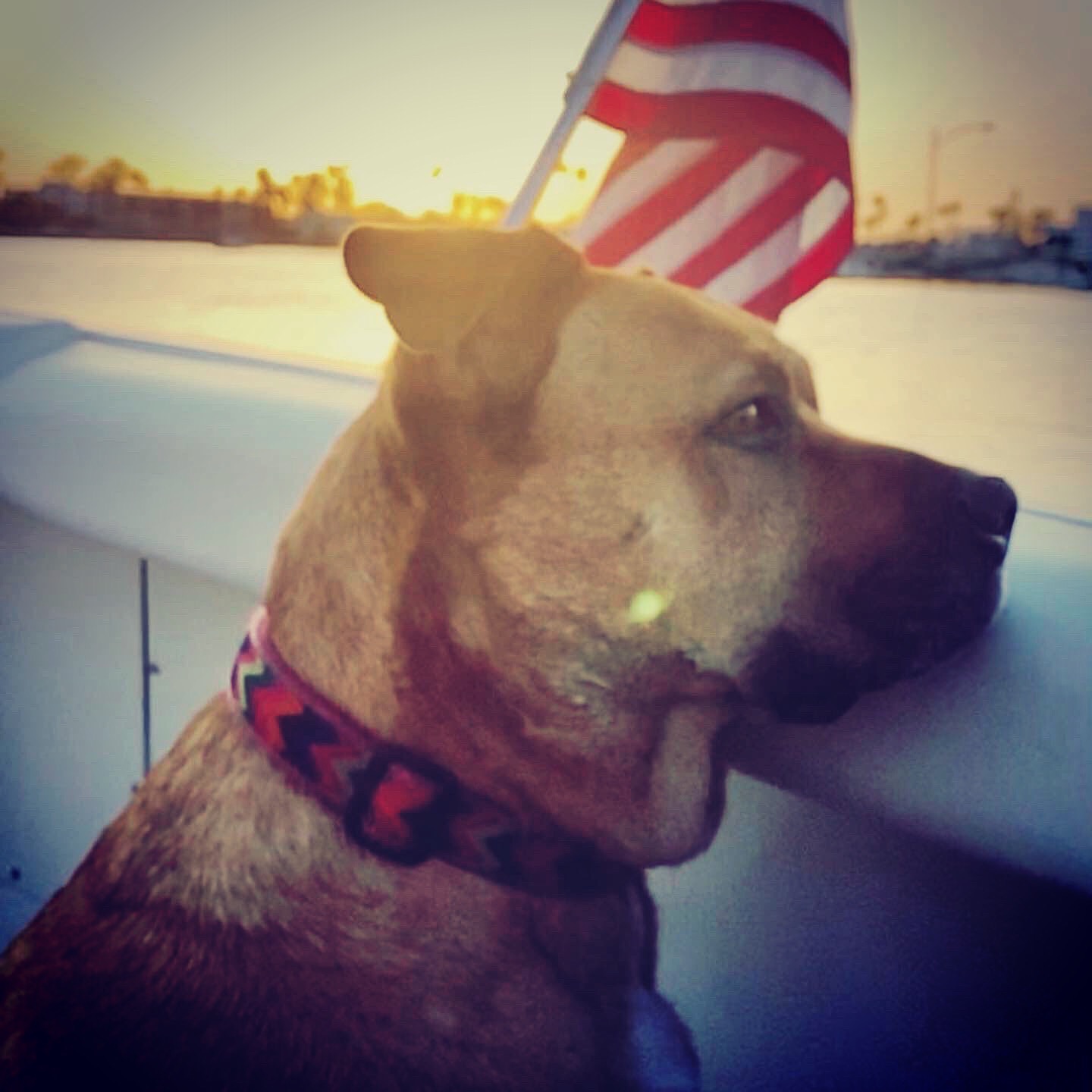 Photo 4 from 4Life Rescue Inc