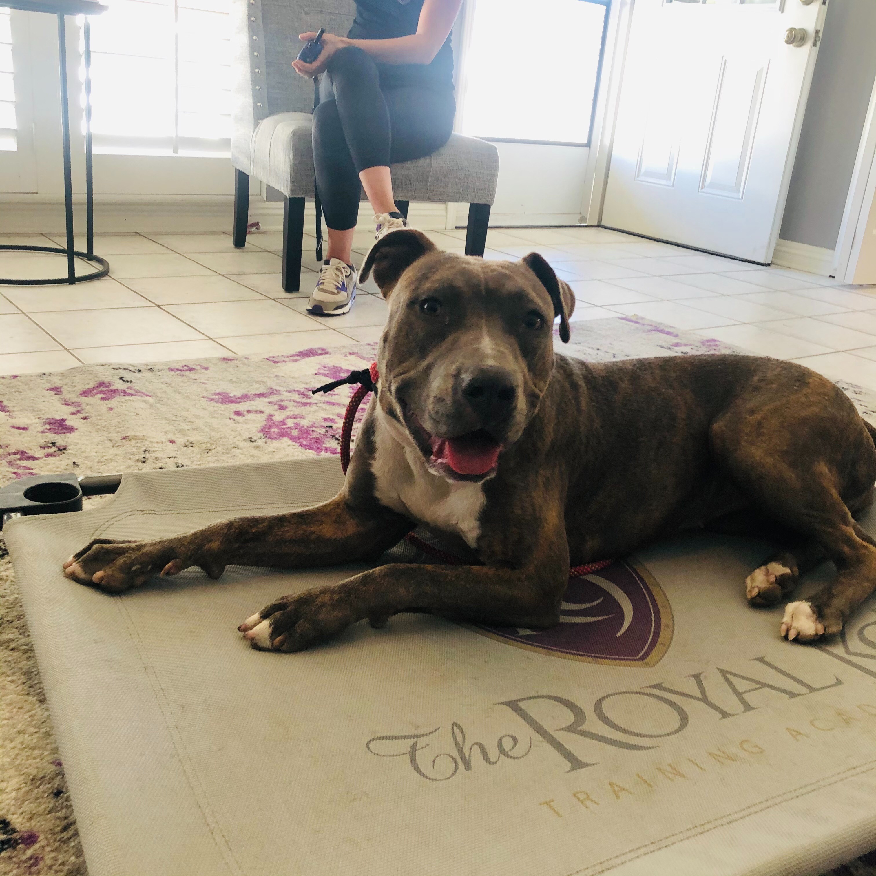 Photo 9 from 4Life Rescue Inc