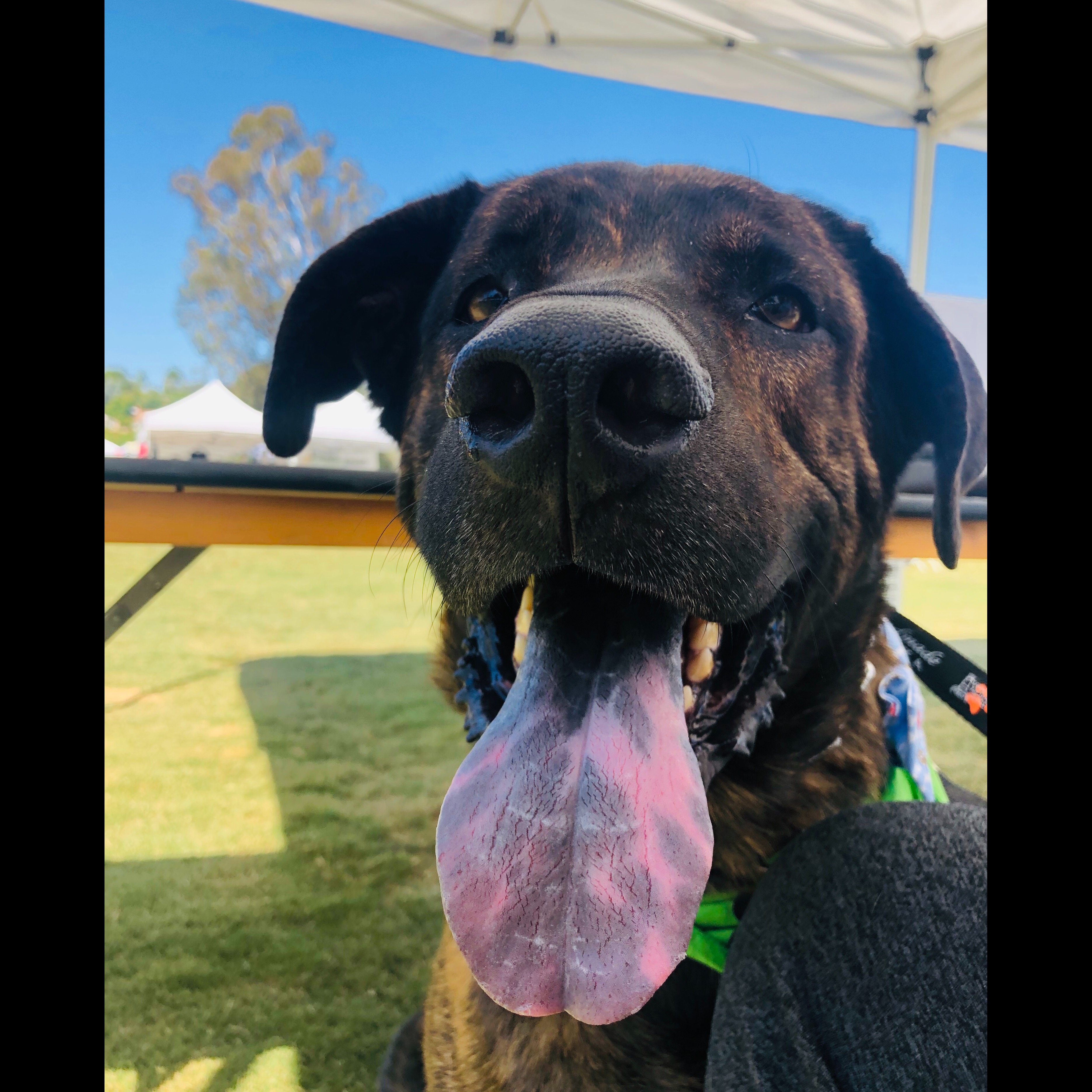 Photo 14 from 4Life Rescue Inc