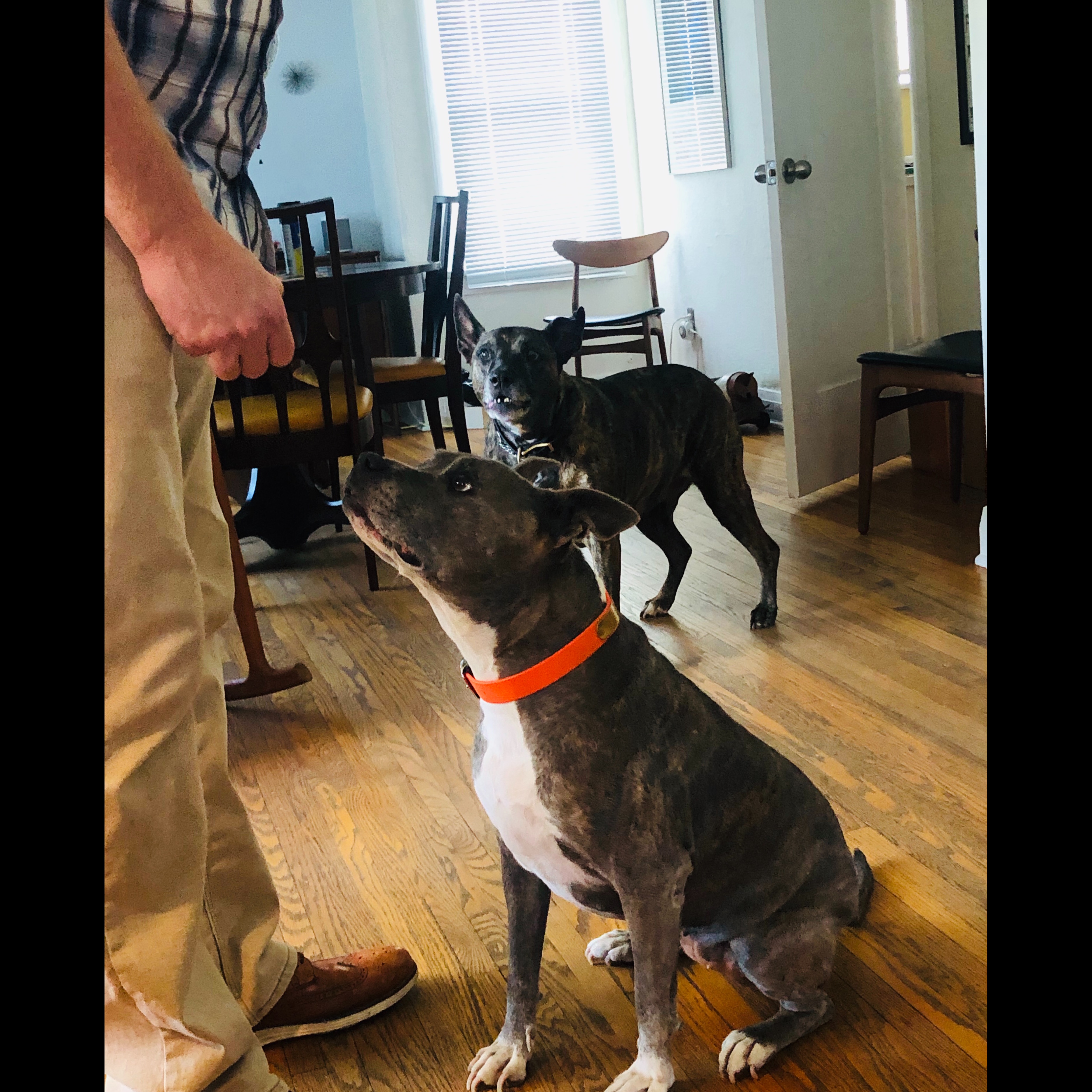 Photo 15 from 4Life Rescue Inc
