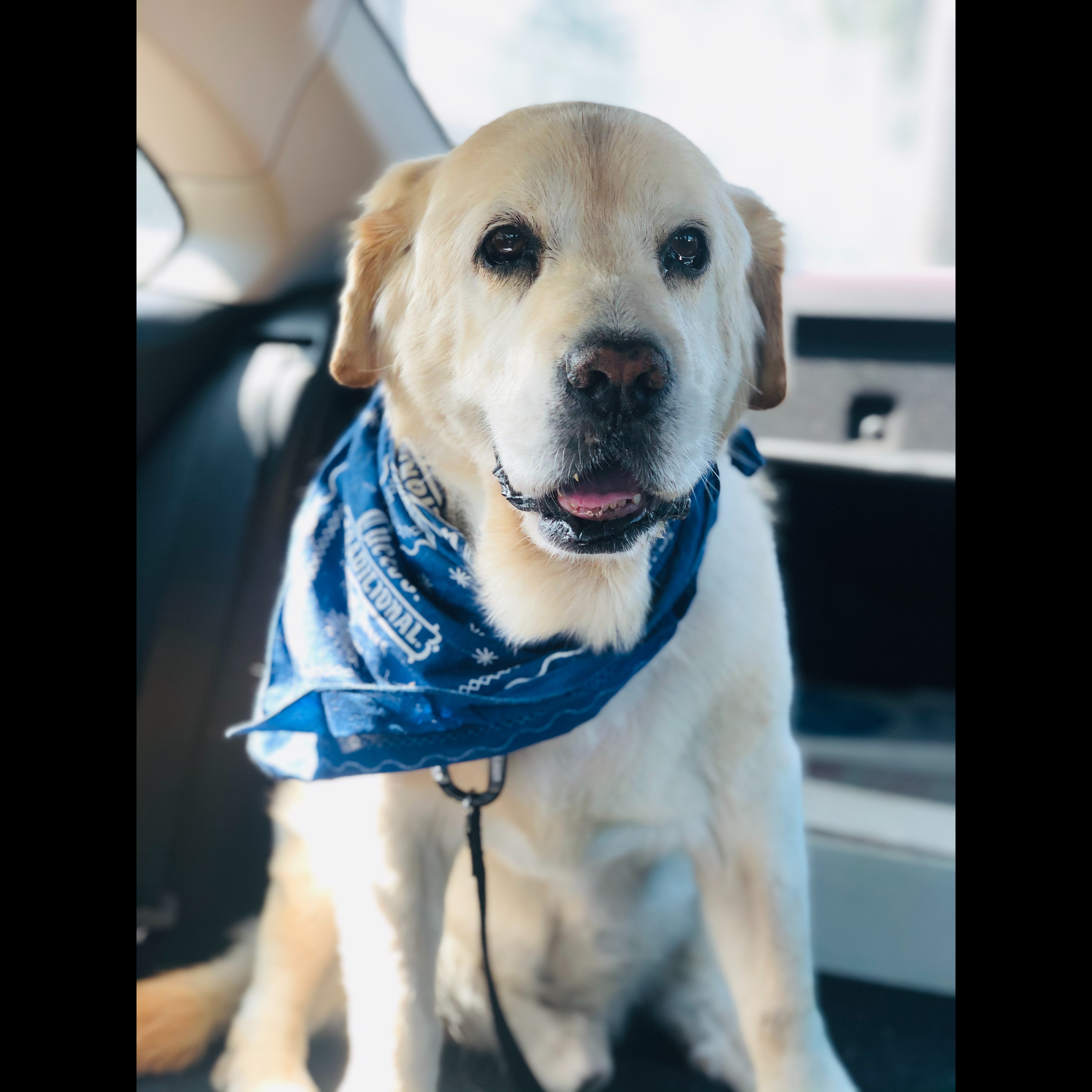 Photo 16 from 4Life Rescue Inc
