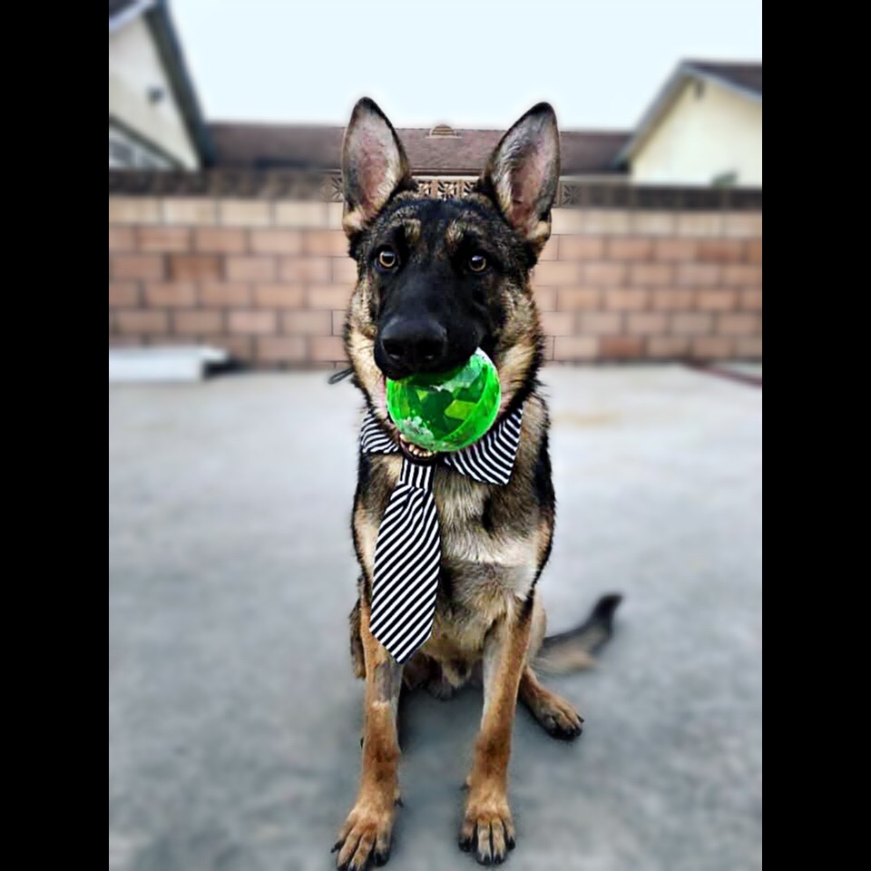 Photo 17 from 4Life Rescue Inc