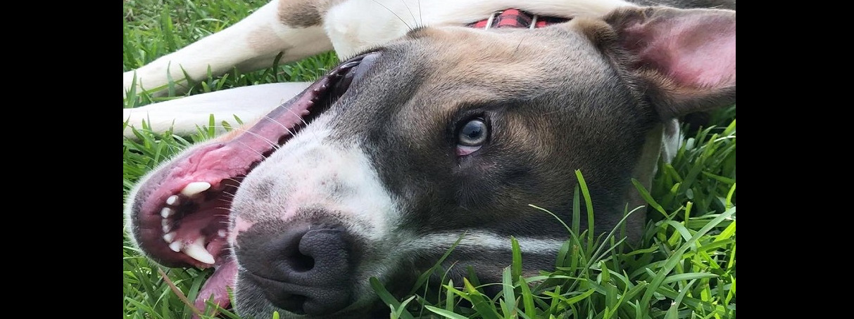 American Pit Bull Foundation