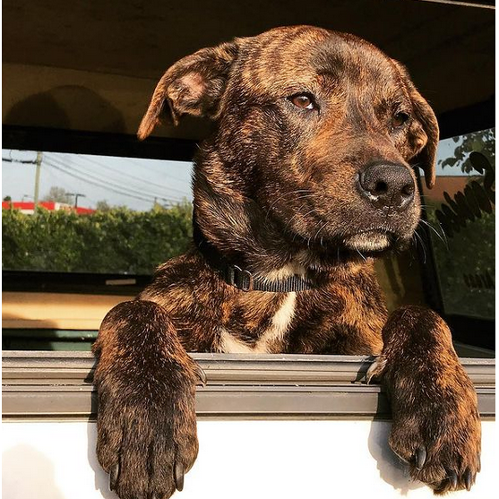 Photo 3 from American Pit Bull Foundation