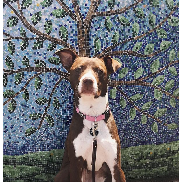 Photo 7 from American Pit Bull Foundation