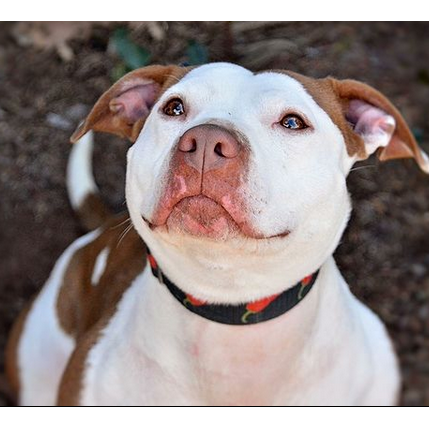 Photo 9 from American Pit Bull Foundation