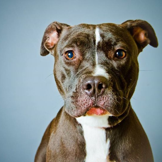 Photo 5 from American Pit Bull Foundation